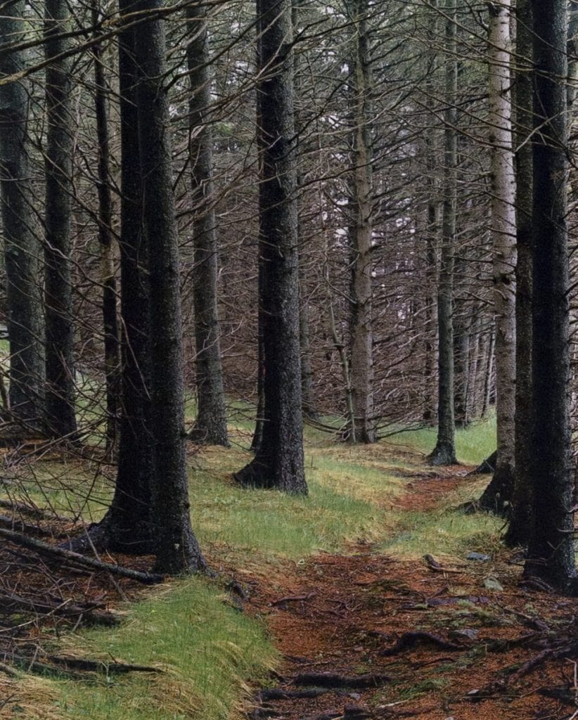 Elliot Porter, Path in Wood, Great Spruce Head Island, Maine, 1981, 16 x 12-3/8 in. 2017.18.2