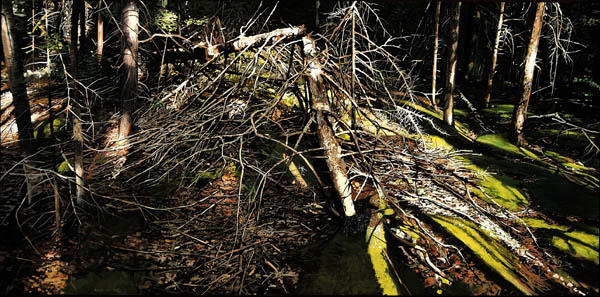 Tree branches and tree trunk weave together with spackled sunlight in this hyper realistic painting by Richard Estes